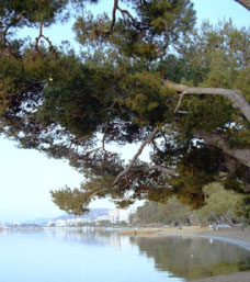 Pine Walk, Puerto Pollensa, Mallorca (Majorca)